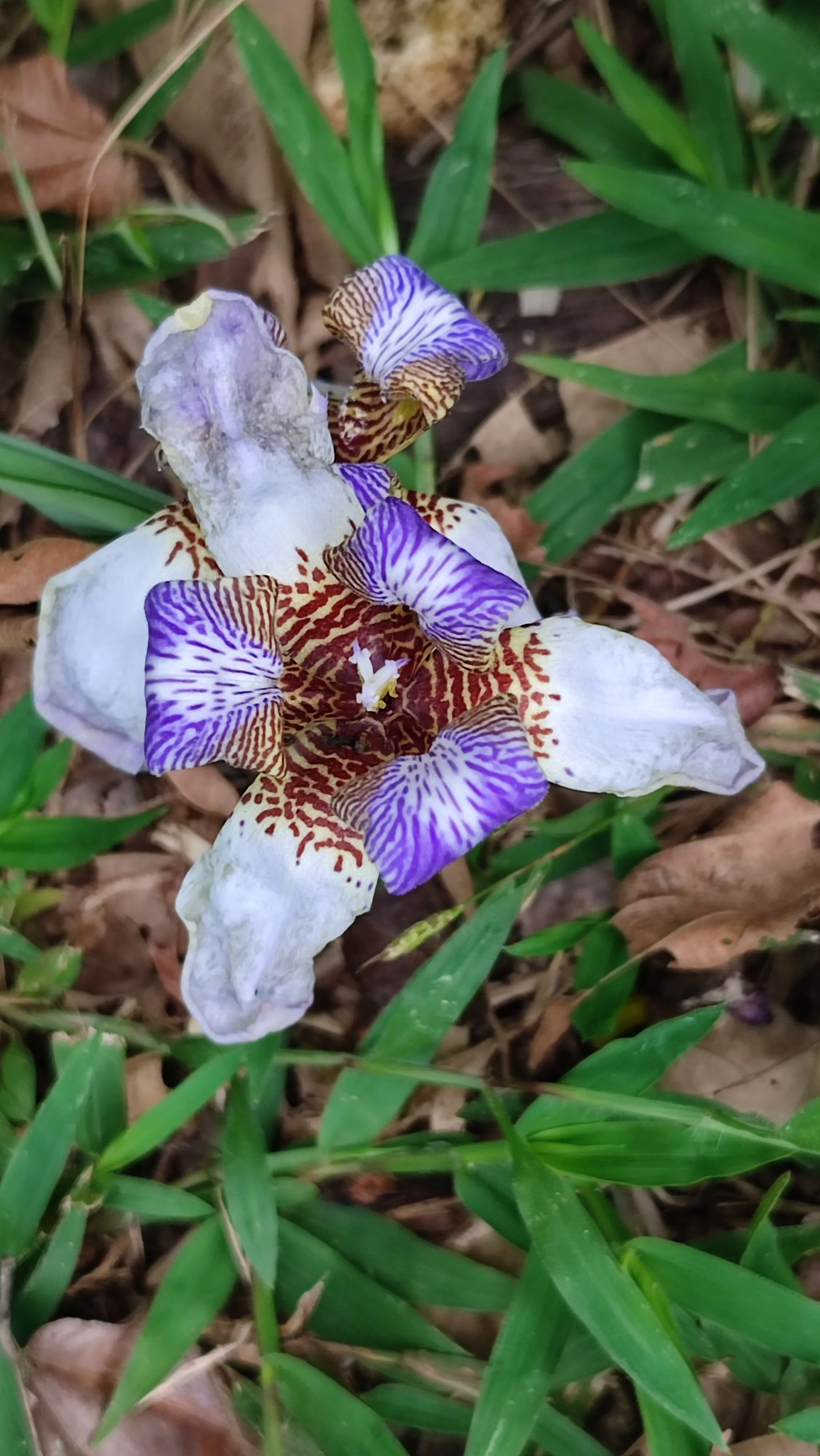 Neomarica northiana